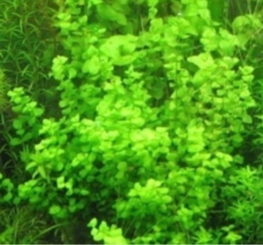 2月限定！　30センチ水槽の水草簡単レイアウトセット！