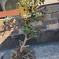 椿　ツバキ