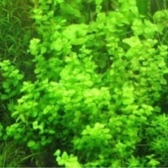 🌿水草　ラージパールグラスとニテラ　🉐増量中1セット限定！の画像