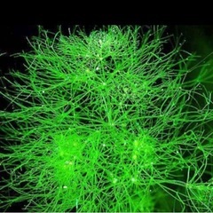 🌿水草　ラージパールグラスとニテラ　🉐増量中1セット限定！の画像