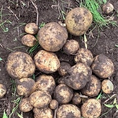 自然の畑。無農薬、無肥料で野菜を作ってみませんか？ - 印西市