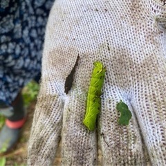 自然の畑。無農薬、無肥料で野菜を作ってみませんか？ - その他