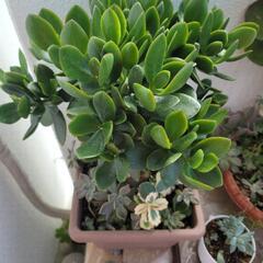 金のなる木 デザートローズ ネオレゲリア 初恋 多肉植物