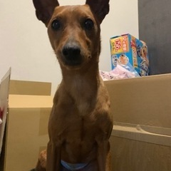ピンシャー　男の子　