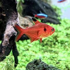 熱帯魚　アクアリウム（掲載予定）の画像