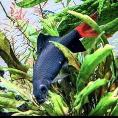熱帯魚　アクアリウム（掲載予定）の画像
