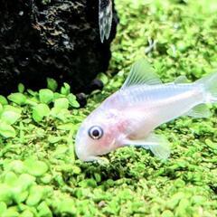 熱帯魚　アクアリウム（掲載予定）の画像