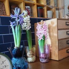 取引終了  ヒヤシンス水耕栽培後の球根の画像