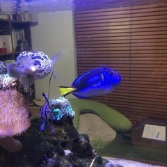 熱帯魚（海水魚）、引取限定！の画像