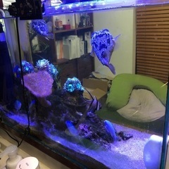 熱帯魚（海水魚）、引取限定！の画像