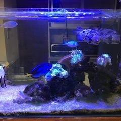 熱帯魚（海水魚）、引取限定！の画像