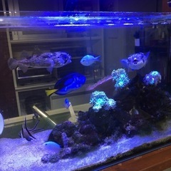 熱帯魚（海水魚）、引取限定！の画像