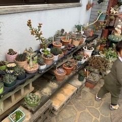 多肉植物🪴🌵🌸の画像