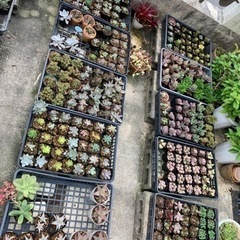 多肉植物🪴🌵🌸の画像