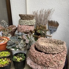 多肉植物🪴🌵🌸の画像