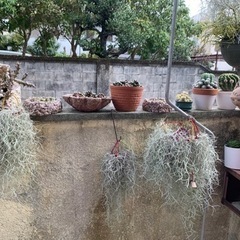 多肉植物🪴🌵🌸の画像