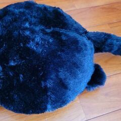 黒猫しっぽ遊びの画像