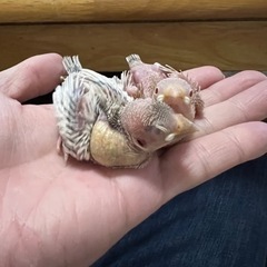 シナモン文鳥の雛