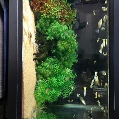 熱帯魚　小型　生体の画像