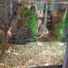 熱帯魚　小型　生体の画像