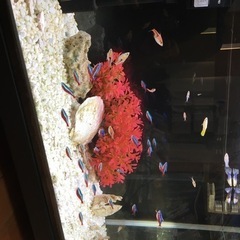 熱帯魚　小型　生体の画像