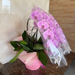 豪華　生花　胡蝶蘭　5本立て　ピンクの画像