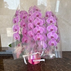 豪華　生花　胡蝶蘭　5本立て　ピンク