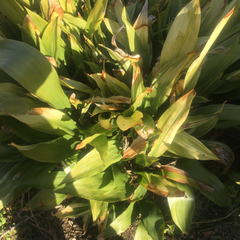 庭に植えたい方差し上げます