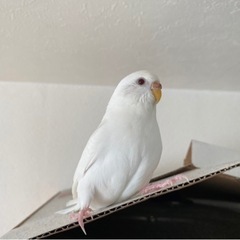 里親さん募集します