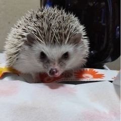 ワクチンについて
