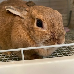 【新しいお家決定です】ネザーうさぎの里親さん募集！2月中にお迎え希望