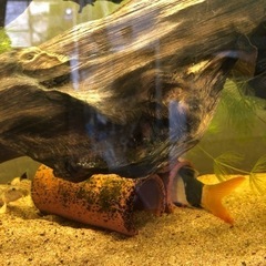 熱帯魚（淡水魚）引き取り。急募！の画像