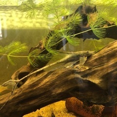熱帯魚（淡水魚）引き取り。急募！の画像