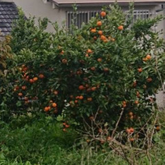 みかんの木　柿の木　差し上げます