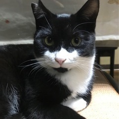 ポポちゃん　温厚な性格の7ヶ月くらいの男の子！