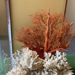 大赤珊瑚 桃珊瑚 天然珊瑚 原木 ガラスケース付きの画像