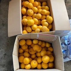 夏みかん50個