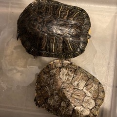 亀　カメ　二匹　15cm前後