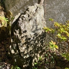 庭石① 無料