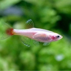 ヒーターがなくても飼える熱帯魚　ゴールデンアカヒレ