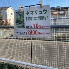 玉竜　タマリュウ　6ケース（バラ応相談）　苗　ガーデニング　外構の画像