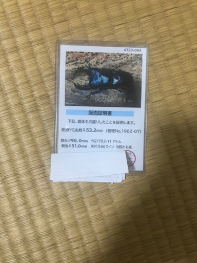 国産オオクワガタ　能勢YG 大型ペア