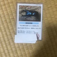 国産オオクワガタ　能勢YG 大型ペア