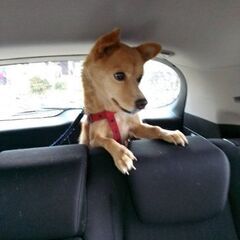 愛嬌たっぷり♪小柄なチョコちゃん
