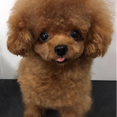 ★ワンちゃんのお世話スタッフ募集★の画像