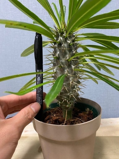 観葉植物【那覇市周辺受け渡し】パキポディウム　ラメリー