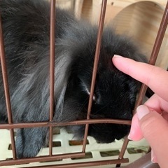 アメリカンファジーロップ【受付終了】