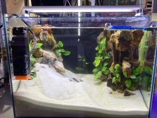 ☆杜のメダカ☆★45㎝水槽 水中滝レイアウト 引き取りor仙台市内配送