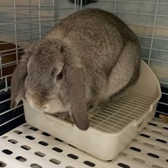 グレーのロップイヤー