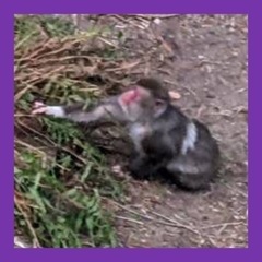 高崎山に一緒に行ってくれる方！